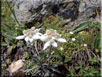 edelweiss
